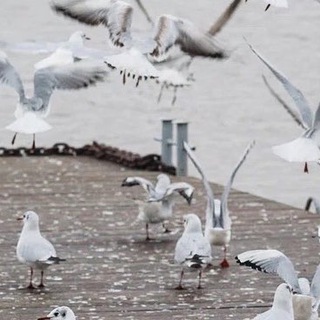 Логотип @kvestpeereezd - Переезд в Калининград