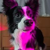 Логотип @kvetiapinka - кветиапинка