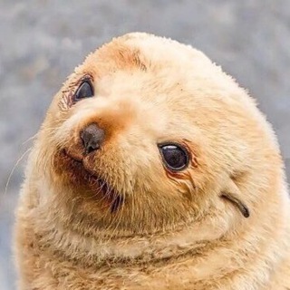 Логотип @kvzhchat - квж чат