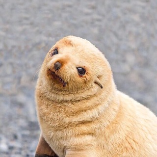 Логотип @kvzhru - как выглядят животные