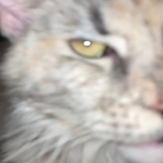 Логотип @kwkaj - лс янлин, криса и пшика