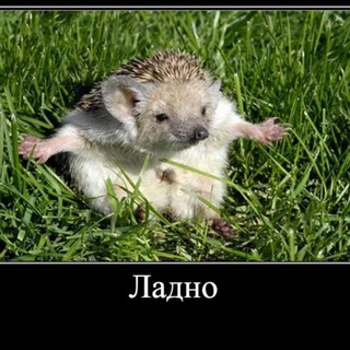Логотип @kykyshka_ky_ky - kykyshka_ky_ky "Ежишкина жизнь"