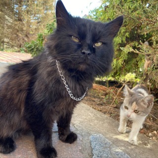 Логотип @kyrkas - кіт 2 NFT