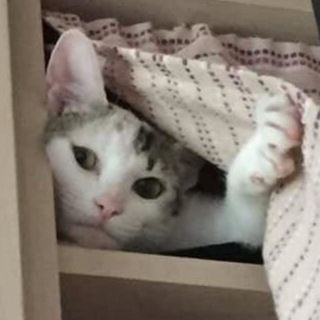 Логотип @kyskyskyskyskys - буття котяче