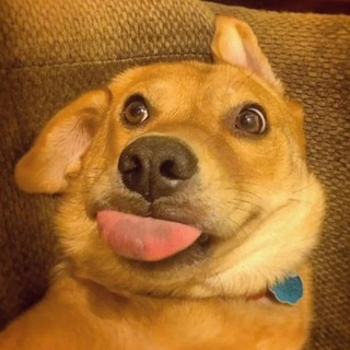 Логотип @kzndog - Казанский собакен