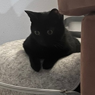 Логотип @l1corice - Коммуна им. хвостов и усов