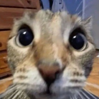 Логотип @l1nexchat - НЕГРЫЫЫЫ❤️❤️❤️