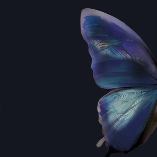 Логотип @l_a_v_a_n_d_a - Lavanda 🪻