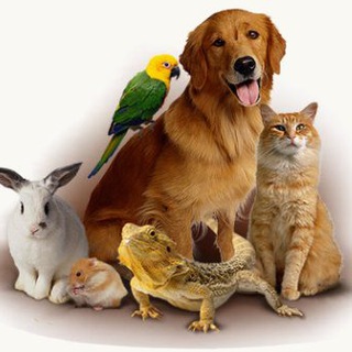 Логотип @l_amore_ha_4_zampe - L'amore ha 4 zampe 🐾 💞