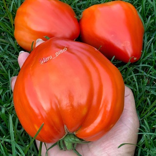 Логотип @la16gan - Lara_gan16 коллекционные томаты