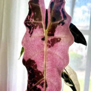 Логотип @labfloraexotica - Labflora. ВАРИЕГАТНЫЕ РАСТЕНИЯ Экзотические