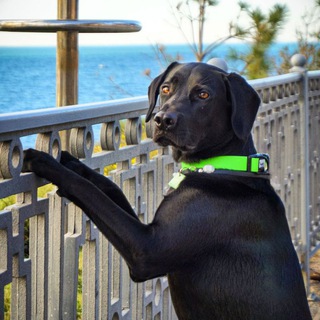 Логотип @labr_black - 𝕃𝕒𝕓𝕣_𝕓𝕝𝕒𝕔𝕜 🌊