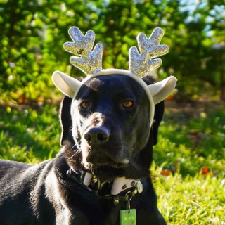 Логотип @labr_black_chat - 𝕓𝕝𝕒𝕔𝕜 чат🌿