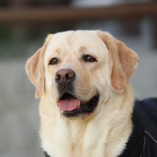 Логотип @labradormarty - Лабрадор Марти и 🍯Хани