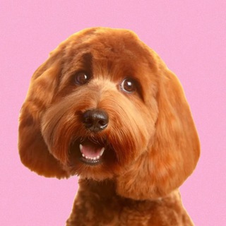 Логотип @labradudl - 💝Labradudl.ru - Питомник Лабрадуделей