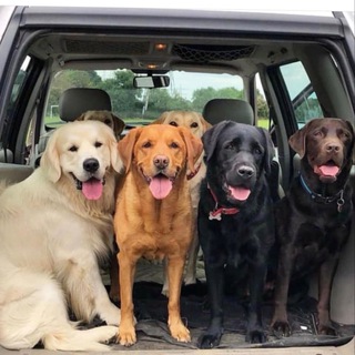 Логотип @labriki - Лабрадоры | Голден - ретриверы