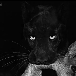 Логотип @ladiesx8 - в диапазоне.