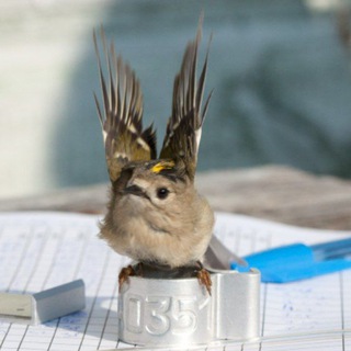 Логотип @ladogabirds - Ладожская орнитологическая станция (ЛОС)