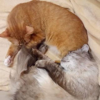 Логотип @ladoslavwatson - Ода Кошке