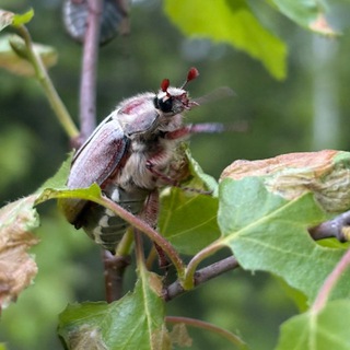 Логотип @ladyhrusch - LadyHrusch