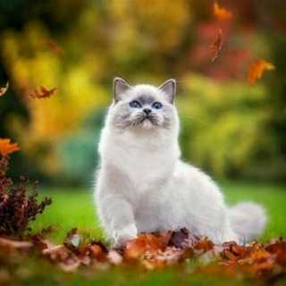 Логотип @lakieruk - 🍁Группа друзей🍁
