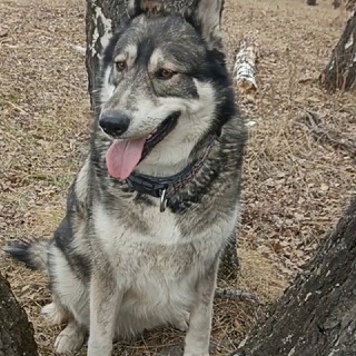 Логотип @lakiwolf1 - Lakiwolf