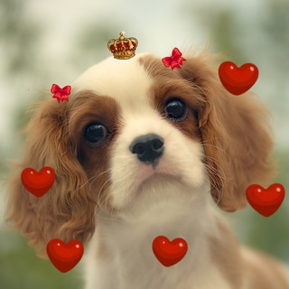 Логотип @lalayblog - Ласковый Лай