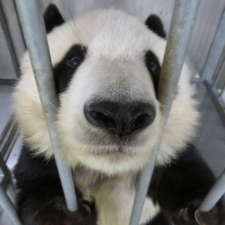 Логотип @lampcherechat - ламповый чят черепаха блога черечат