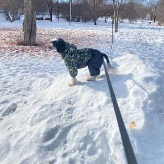 Логотип @lana_booss - Lana_booss тут Светлана Нестеренко