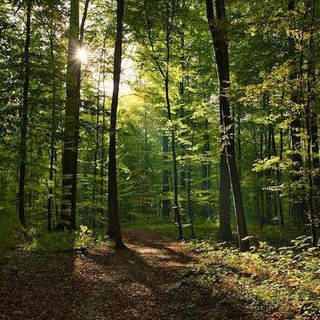 Логотип @lana_pro_trevogy - 1