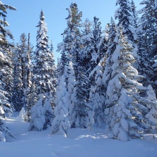 Логотип @landofsiberia - Земля Сибири