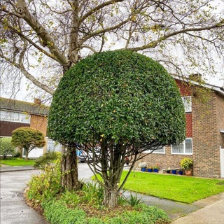 Логотип @landshaftmaykop - Майкоп🎄🏡🌲Стрижка растений🎄🏡🌲