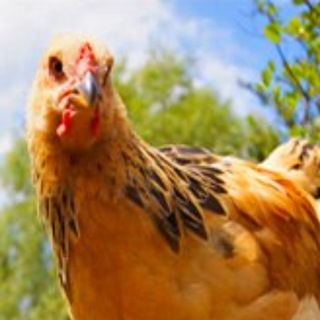 Логотип @lap2a - Птицеводство ➤ куры, гуси, перепела, инкубаторы