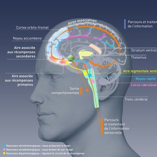 Логотип @lapiluler0uge - Le Glutamate