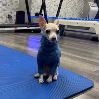 Логотип @lapka_studio - Lapka’s studio 🐾