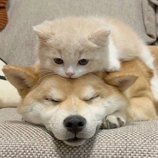 Логотип @lapki_hvostiki - лапки и хвостики