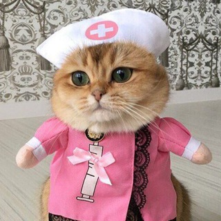 Логотип @lapkihuyapki - Лапки – хуяпки