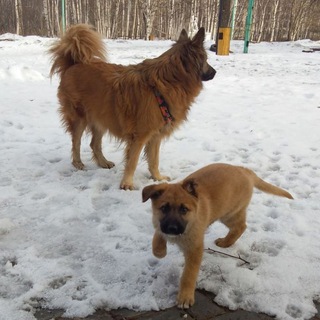 Логотип @lapkisvg21 - 4 лапы, 1 хвост