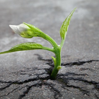 Логотип @lareponseduvivant - 🌺🌿 La Réponse du vivant 🌳