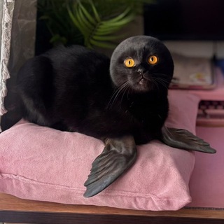 Логотип @larinamuavlog - свежая, нарциссичная Мари + КОты