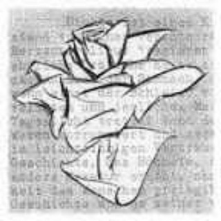 Логотип @larosabiancafiemme - La Rosa Bianca Channel