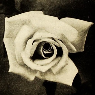 Логотип @laroseblanchefr - La Rose Blanche