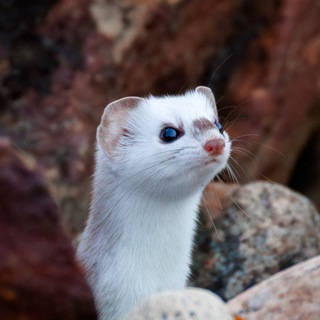 Логотип @laski_hori - Ласки, хори и прочие куняши