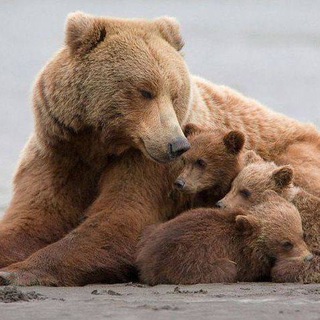 Логотип @laskovayasila - Ласковая сила