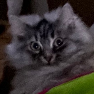 Логотип @lasqastreams - Lasqa