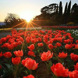 Логотип @latifa01 - Latifa01