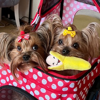 Логотип @lau_yorkies - LAU_YORKIES