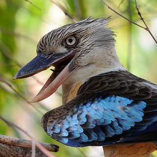 Логотип @laughtingbird - Ставропольская кукабара