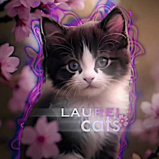 Логотип @laurelcats - 🐈‍⬛lᴀurᴇl ᴄᴀᴛs🌸