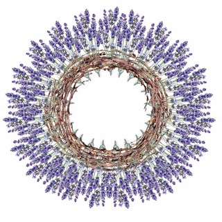 Логотип @lavanda_alena - Lavanda_alena